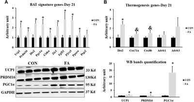 The Effects of Maternal Intake of EPA and DHA Enriched Diet During Pregnancy and Lactation on Offspring’s Muscle Development and Energy Homeostasis